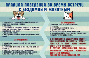 Что делать при встрече с бездомными собаками? Что делать при встрече с бездомными собаками?.