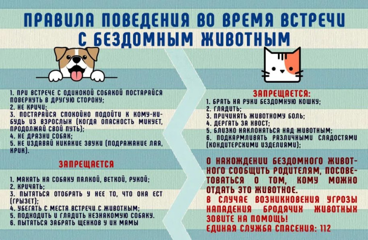 Что делать при встрече с бездомными собаками? Что делать при встрече с бездомными собаками?.